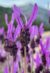 cropped flor cantueso 1.jpg